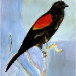 Day 1: Red-Winged Blackbird