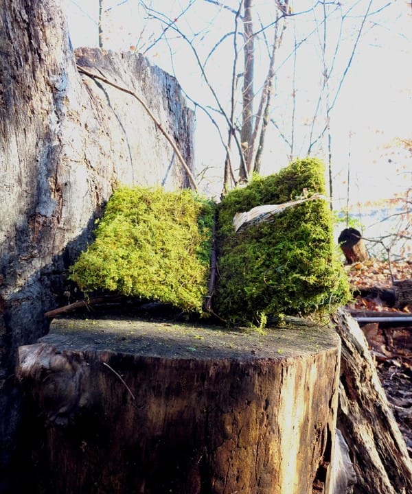 Field Guides: Book of Moss