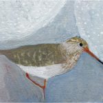 No. 52: Common Redshank