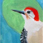 No 53: Red-bellied Woodpecker