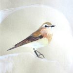 No. 91: Northern Wheatear