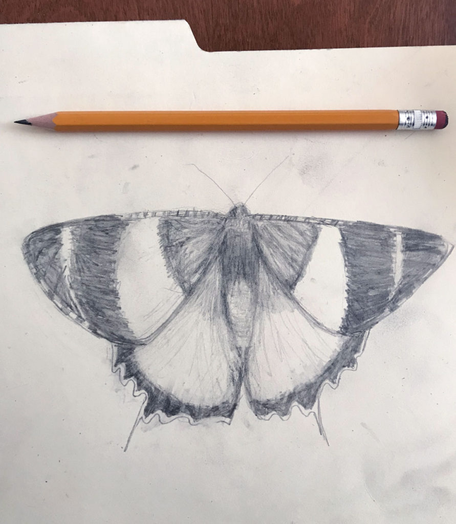 mothdrawing