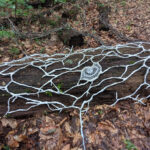 install_doily